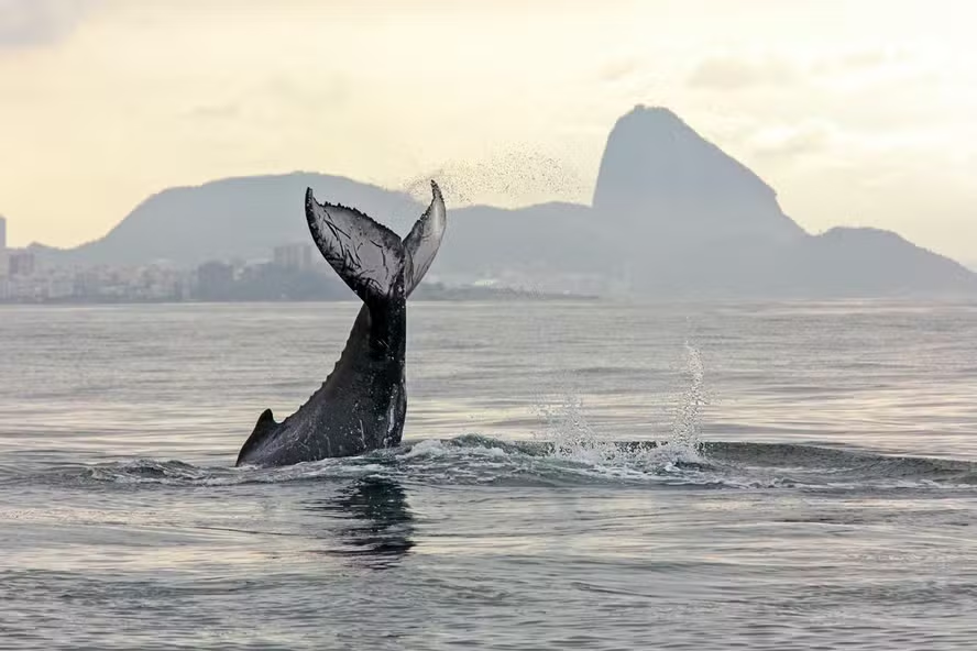 Ações de fiscalização na Região dos Lagos tentam preservar a beleza silenciosa das jubartes, que cruzam o litoral ano após ano.